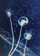 Wish Flower 1