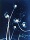 Wish Flower 2